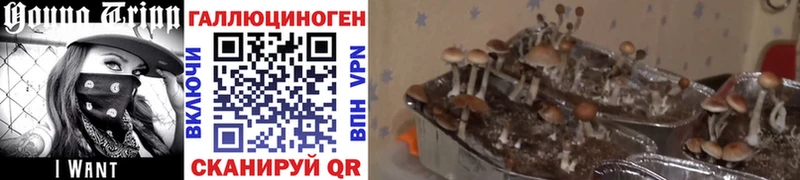 Псилоцибиновые грибы GOLDEN TEACHER Кремёнки